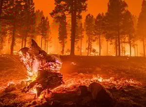 Thumbnails-WildfireV1