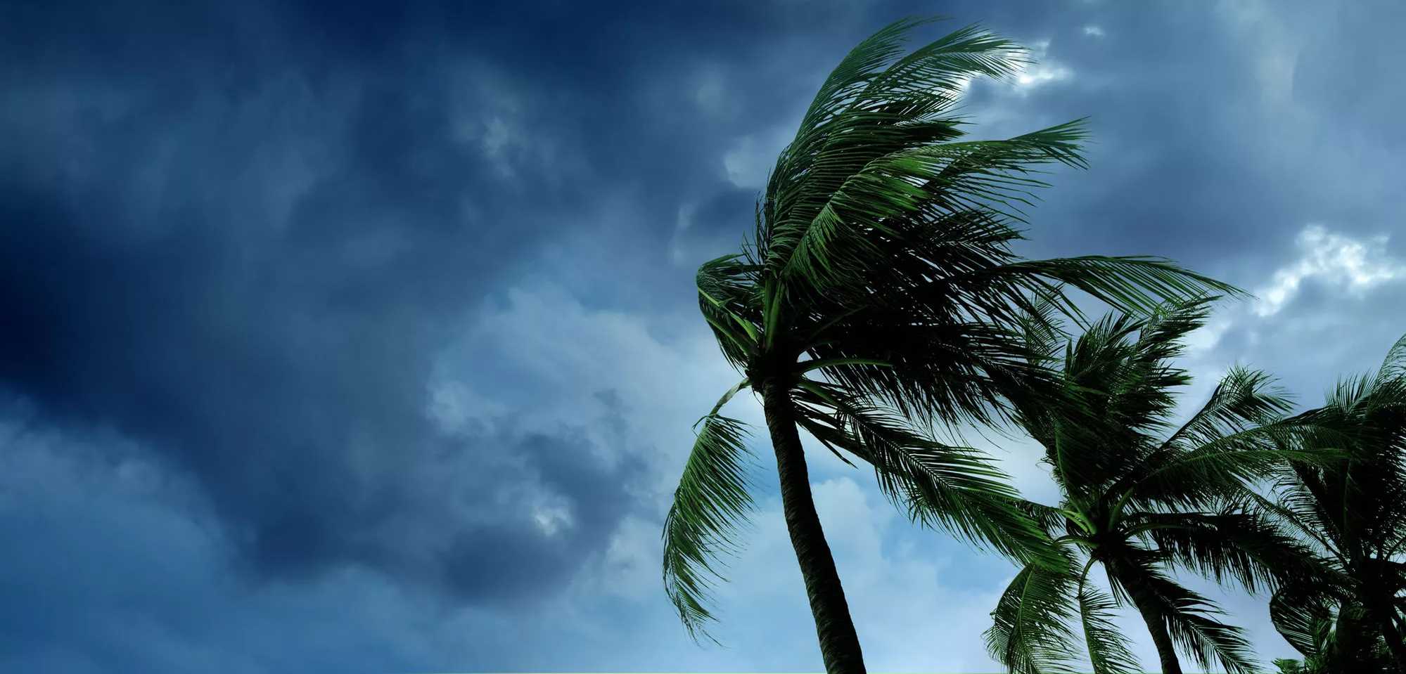 McKenzie-Intelligence-Services-Palm-Trees-Hurricane